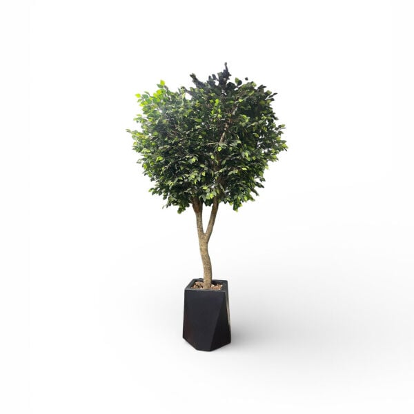 350 cm Doğal Gövdeli Yapay Ficus Ağacı - Siyah Fiber Saksılı