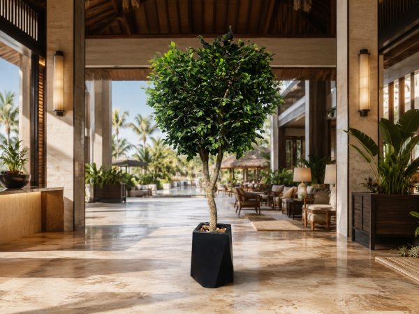 350 cm Doğal Gövdeli Yapay Ficus Ağacı - Siyah Fiber Saksılı