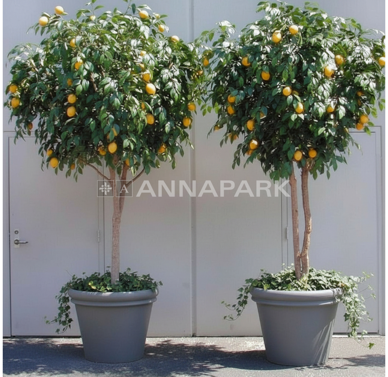 Yapay Limon / Portakal Ağacı (330 cm)